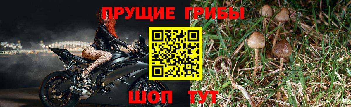 Псилоцибиновые грибы ЛСД Зерноград